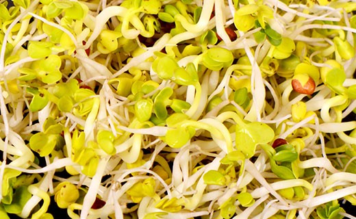 Soy sprouts - Edélices Primeur